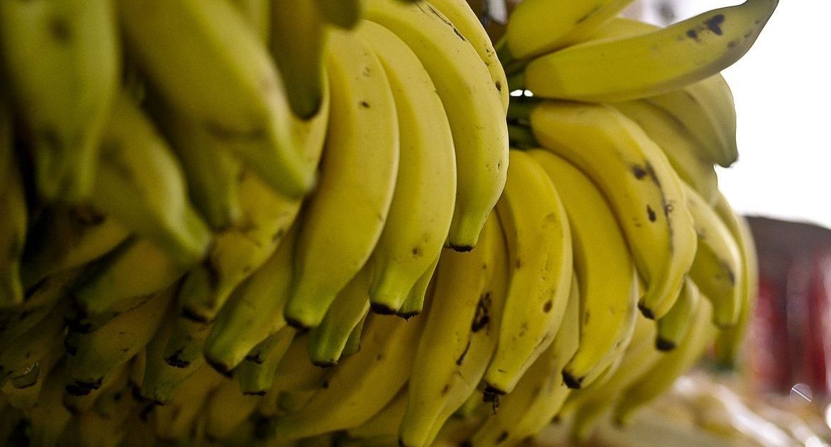 Banana do Vale do Ribeira conquista selo de Indicação Geográfica