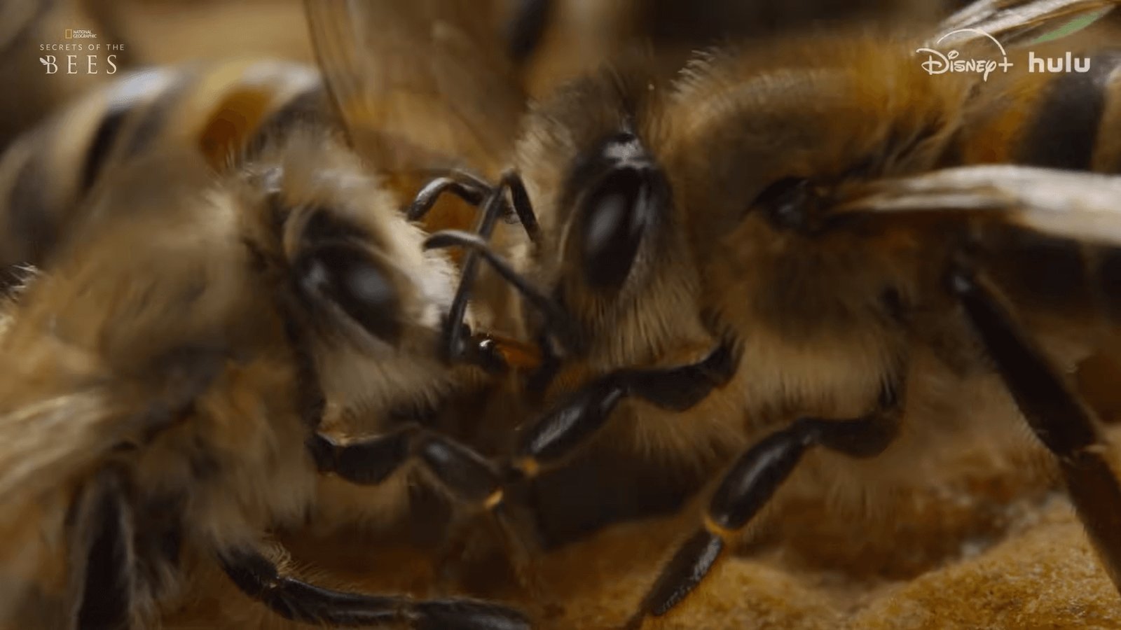 Segredos das Abelhas, no Disney+, revela imagens e comportamentos inéditos
