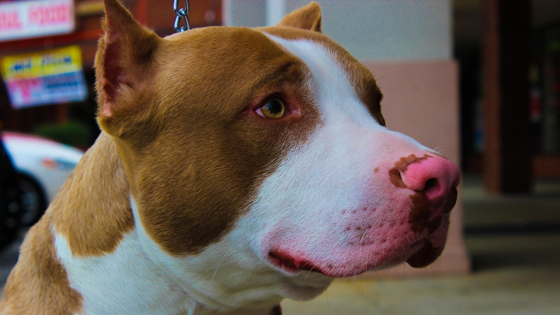 Pitbull sofre surto e ataca duas mulheres na Gruta de Lourdes, em Maceió