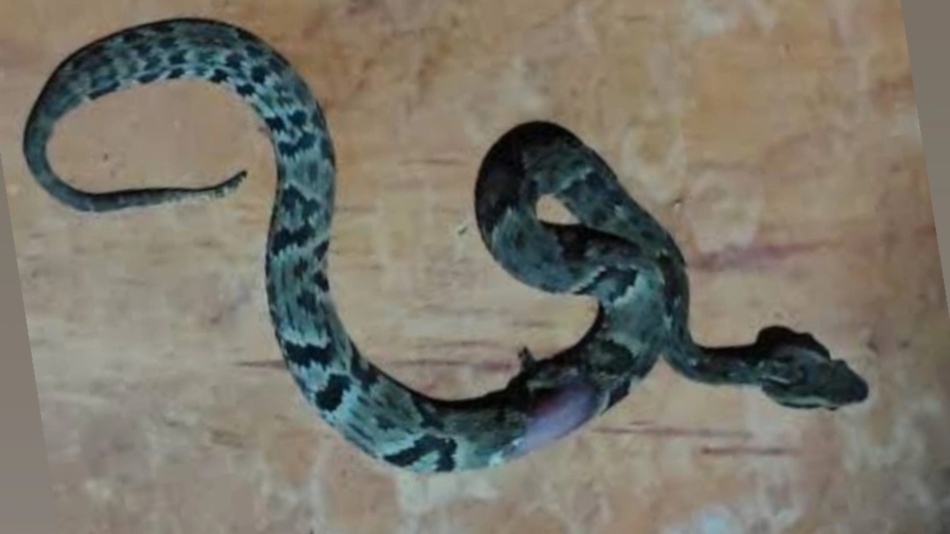 Criança de 11 anos é salva pela PM após picada de jararaca em Capelinha