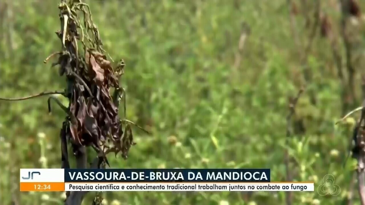 Embrapa e indígenas se unem para conter praga que ameaça mandioca no Amapá
