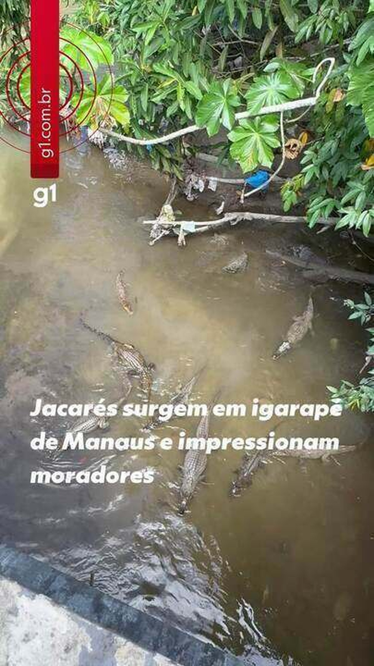 Mais de dez jacarés surgem em igarapé de Manaus e surpreendem moradores; VÍDEO