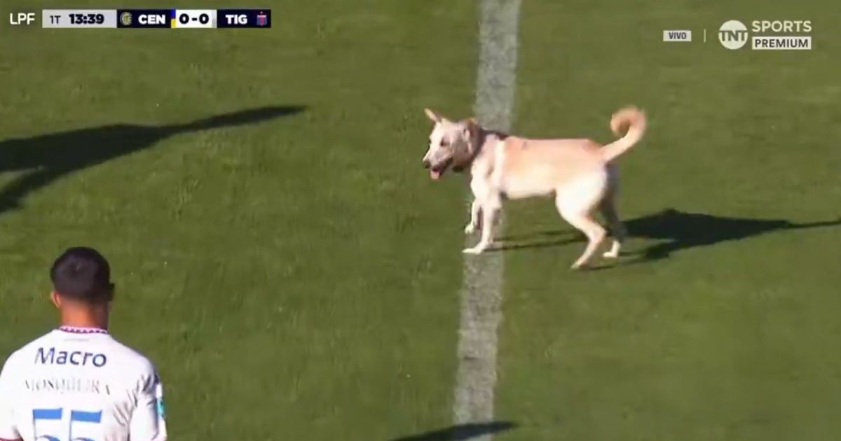 Cachorro invade o campo, dribla seguranças e interrompe jogo na Argentina