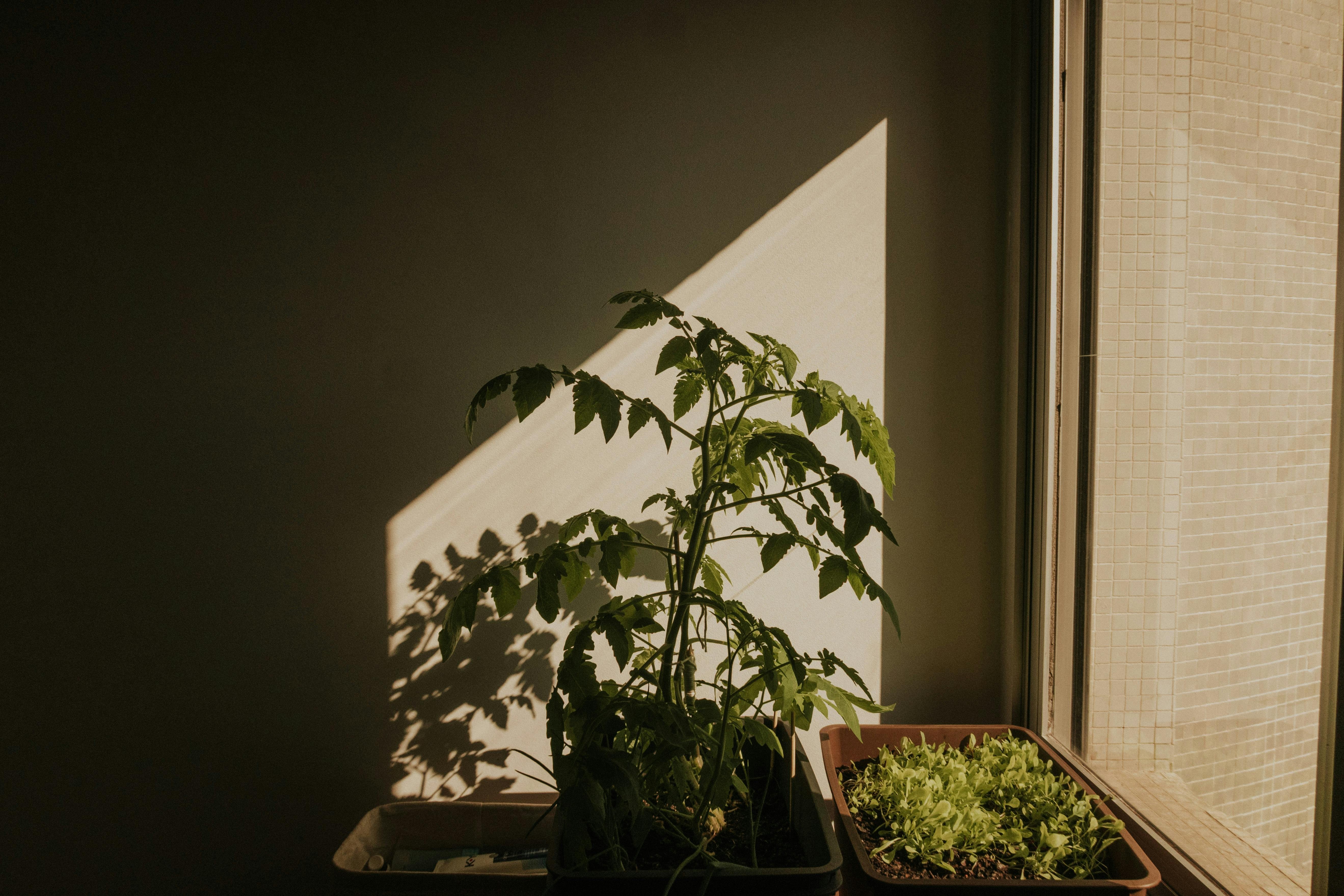 9 plantas que você pode realmente comer (e usar para cozinhar)