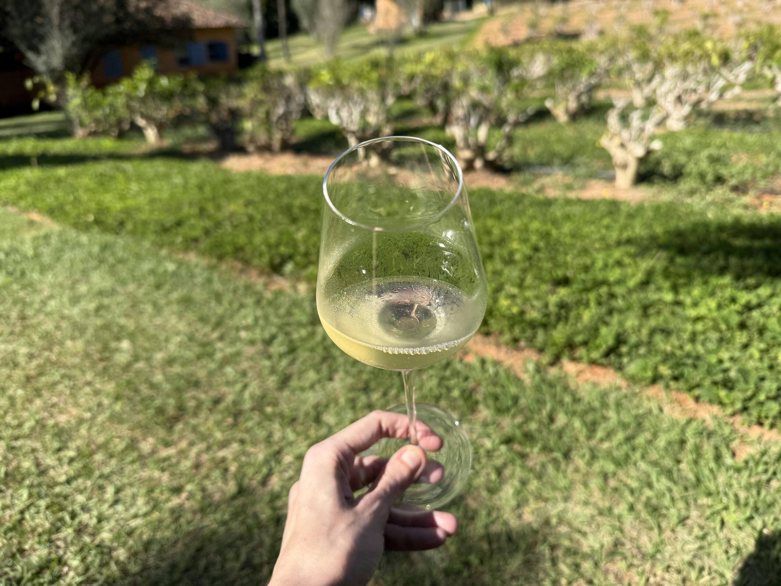 Quando o chá senta à mesa do vinho