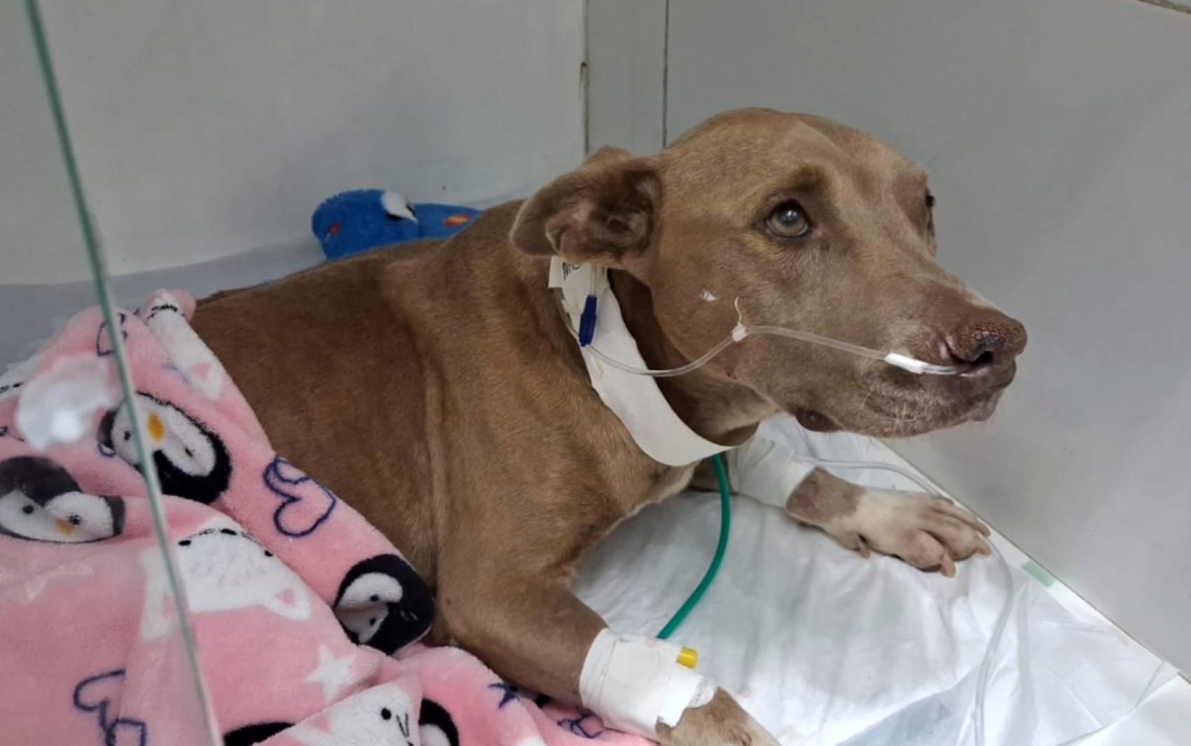 Cadela que teve complicações graves após castração pelo serviço municipal morre após 14 dias em Três Corações, MG