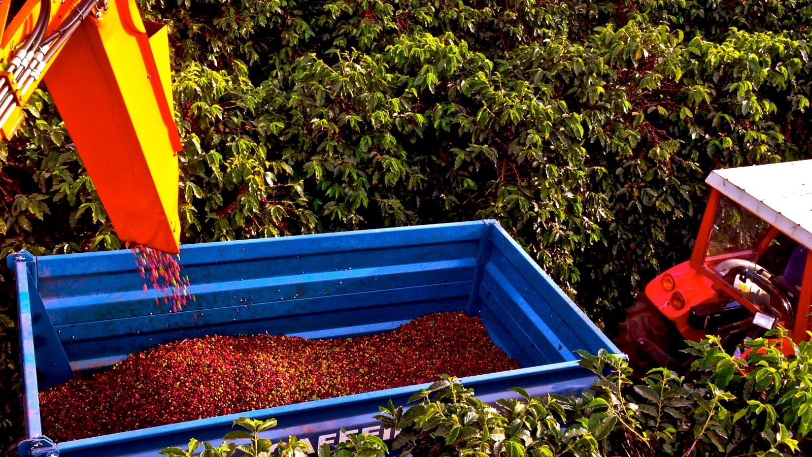 Saiba quais cuidados são necessários para o produtor na pré-colheita do café