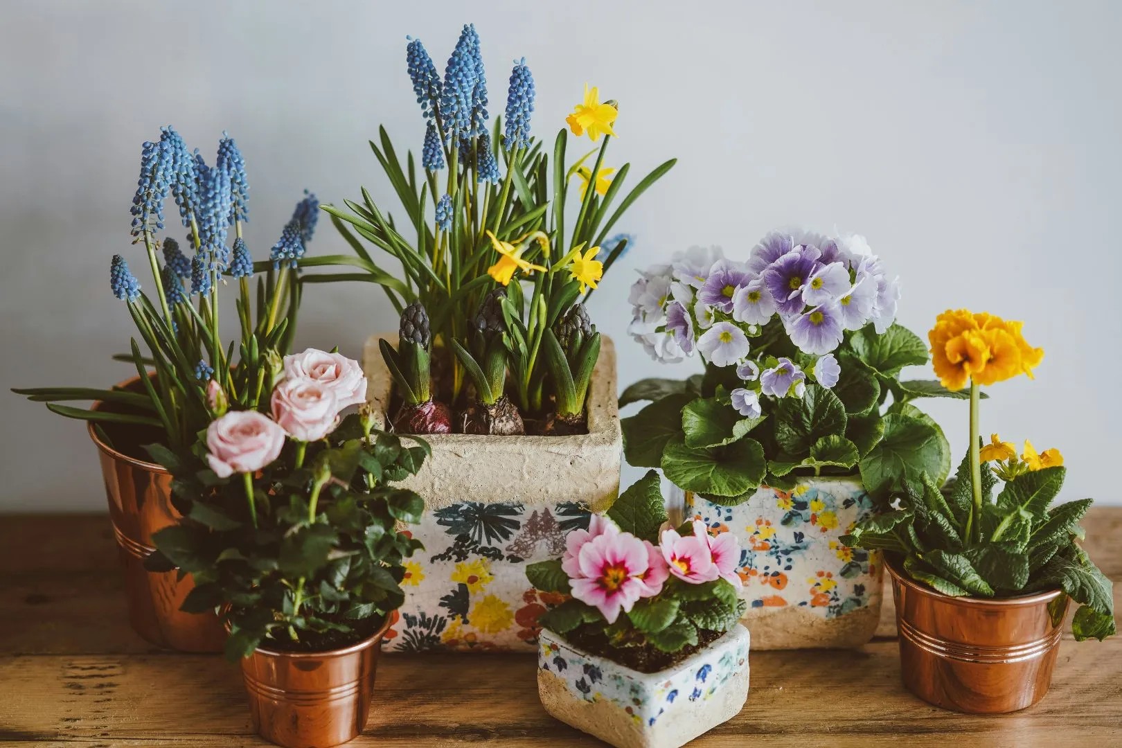Nem água, nem luz: estes detalhes no vaso podem matar sua planta lentamente