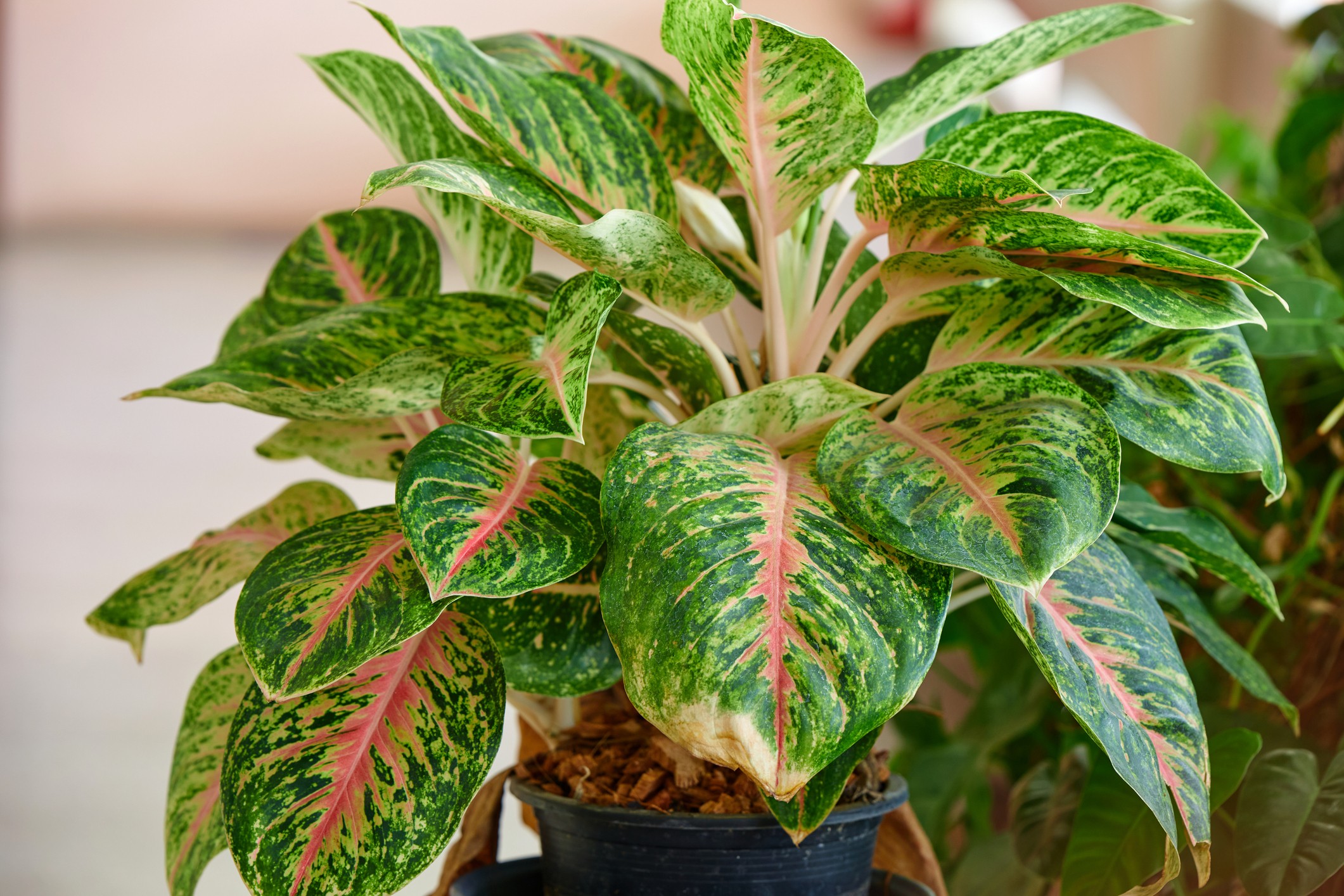 7 plantas que prosperam em espaços com pouca luz solar