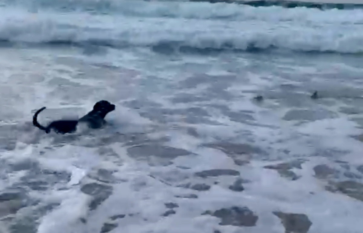 Conheça Oceano, o cão que desafia tubarões em Fernando de Noronha; VÍDEO