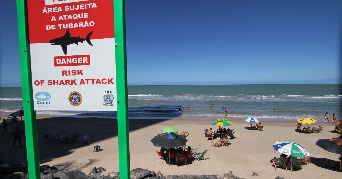 Após ataques, governo retoma monitoramento de tubarões no litoral de Recife