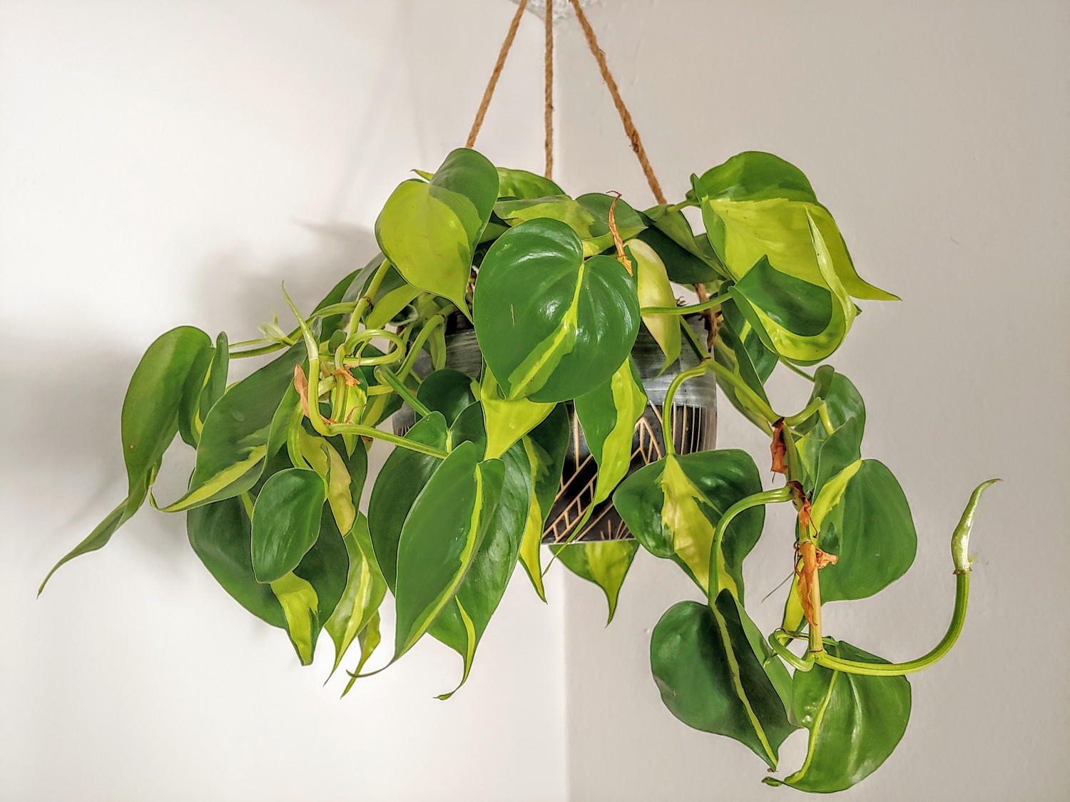 Plantas pendentes: 7 espécies que atraem boa sorte