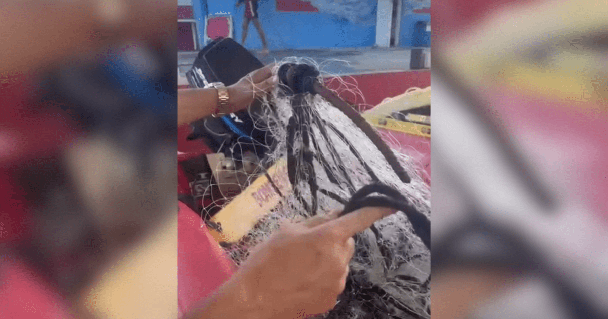 Baleia fica presa em rede e é resgata por bombeiros em no RJ; veja vídeo