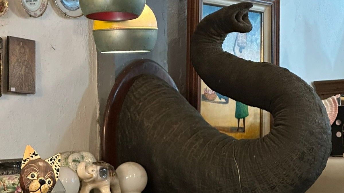 Dono de antiquário diz que tromba de elefante apreendida pela PF era exibida há anos em lojas e leilões