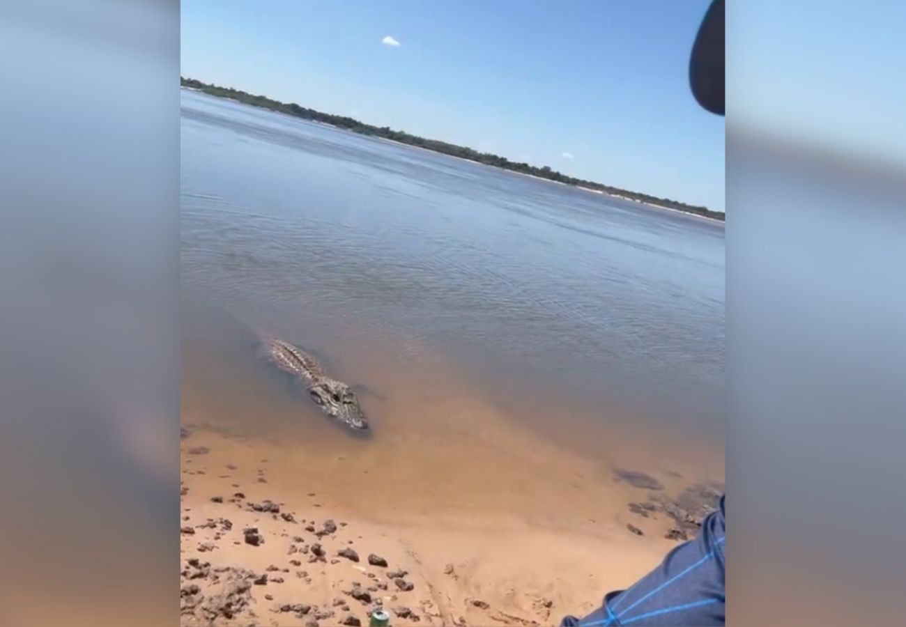 Pescador oferece peixe e interage com jacaré gigante no TO: 'Joãozinho, vem cá'
