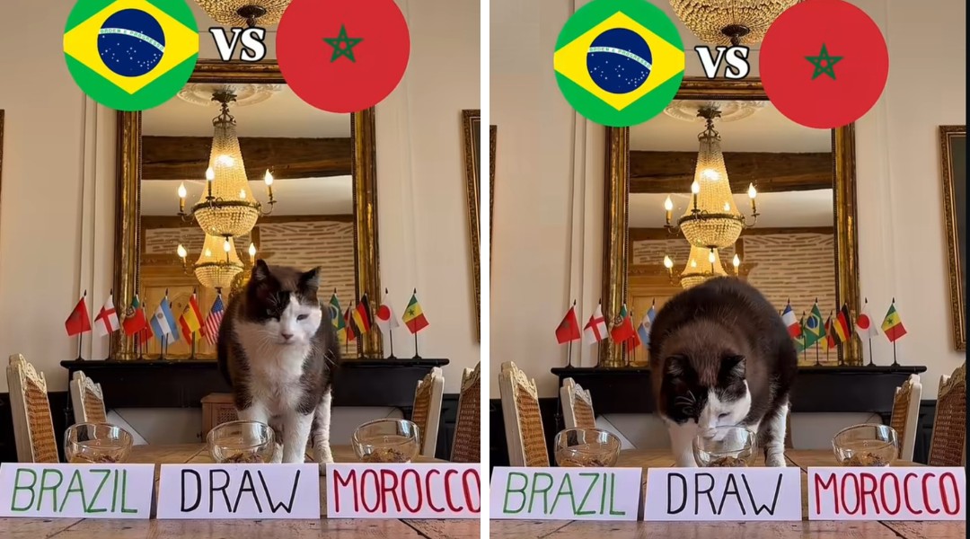 Gato 'vidente' influencer previu empate do Brasil com Marrocos na estreia da seleção na Copa do Mundo