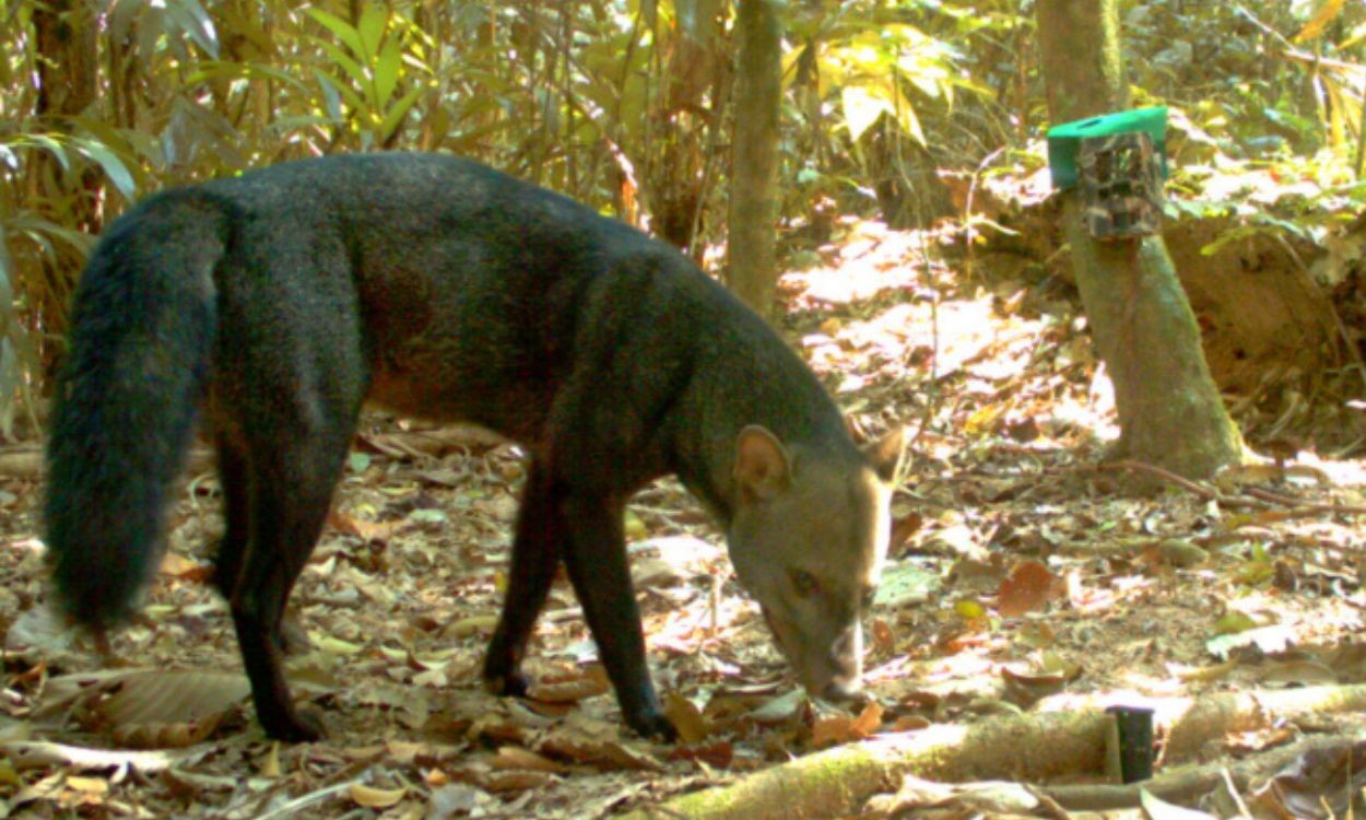 Estudo reúne imagens inéditas do ‘cachorro fantasma’, um dos canídeos mais raros da Amazônia
