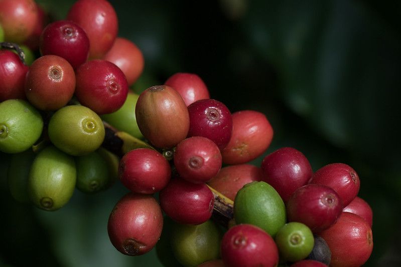 Café sobe 2,29% em Nova York com preocupação sobre colheita no Brasil
