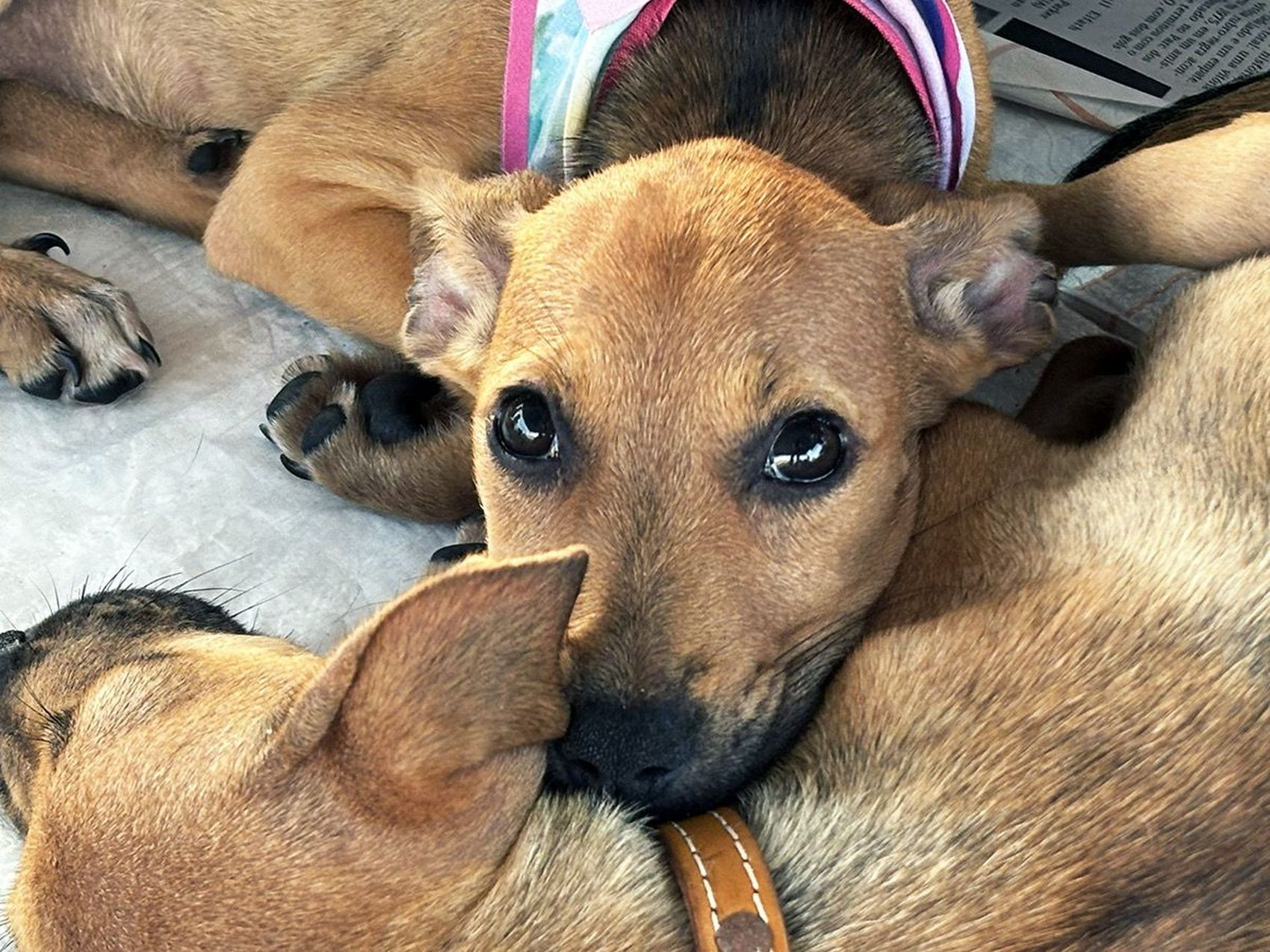 Icoaraci recebe programa Belém Animal com consultas e exames gratuitos para pets