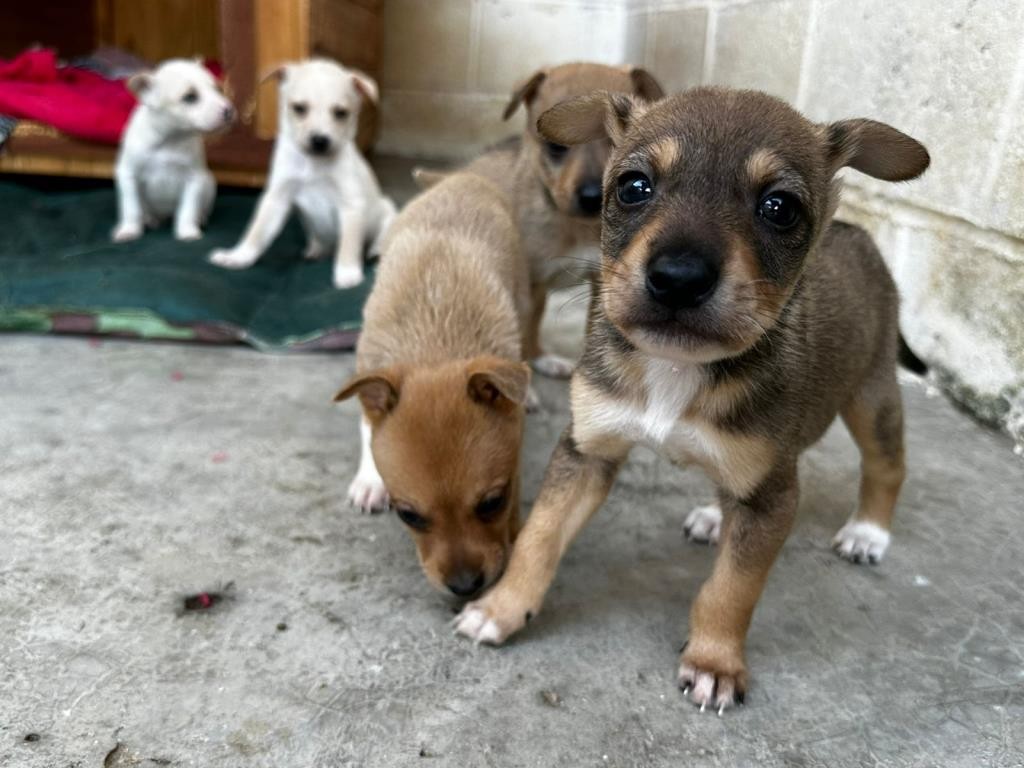 Taubaté lança programa de adoção responsável e bem-estar animal