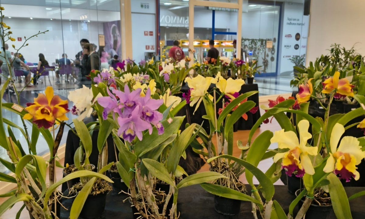 Pátio Limeira Shopping recebe Feira de Orquídeas neste fim de semana