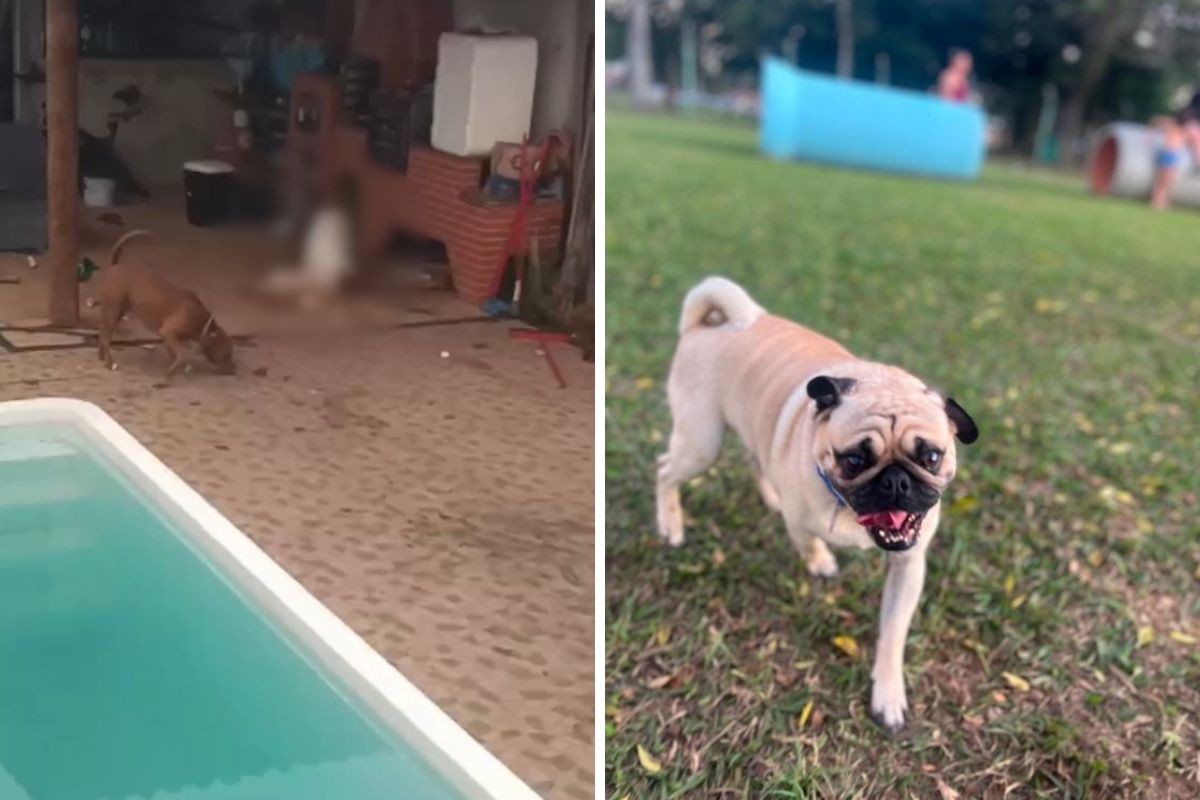Pug morre após ser atacado por dois pit bulls durante passeio em São José dos Campos