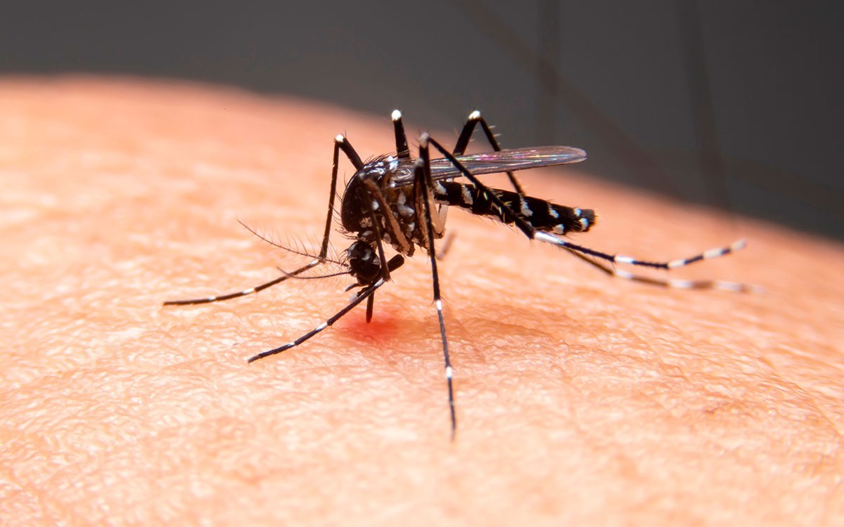 Taubaté confirma 9ª morte por dengue e mortes no Vale do Paraíba chegam a 14 em 2026