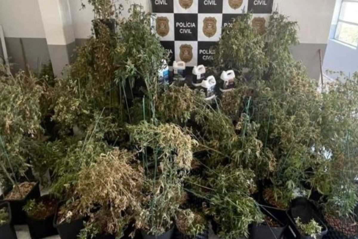 Casal perde casa de luxo após condenação por cultivo de maconha no litoral de SP