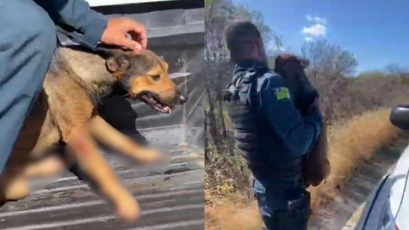 Cadela é amarrada em moto, arrastada por rodovia e resgatada por policiais no PI; suspeito é preso