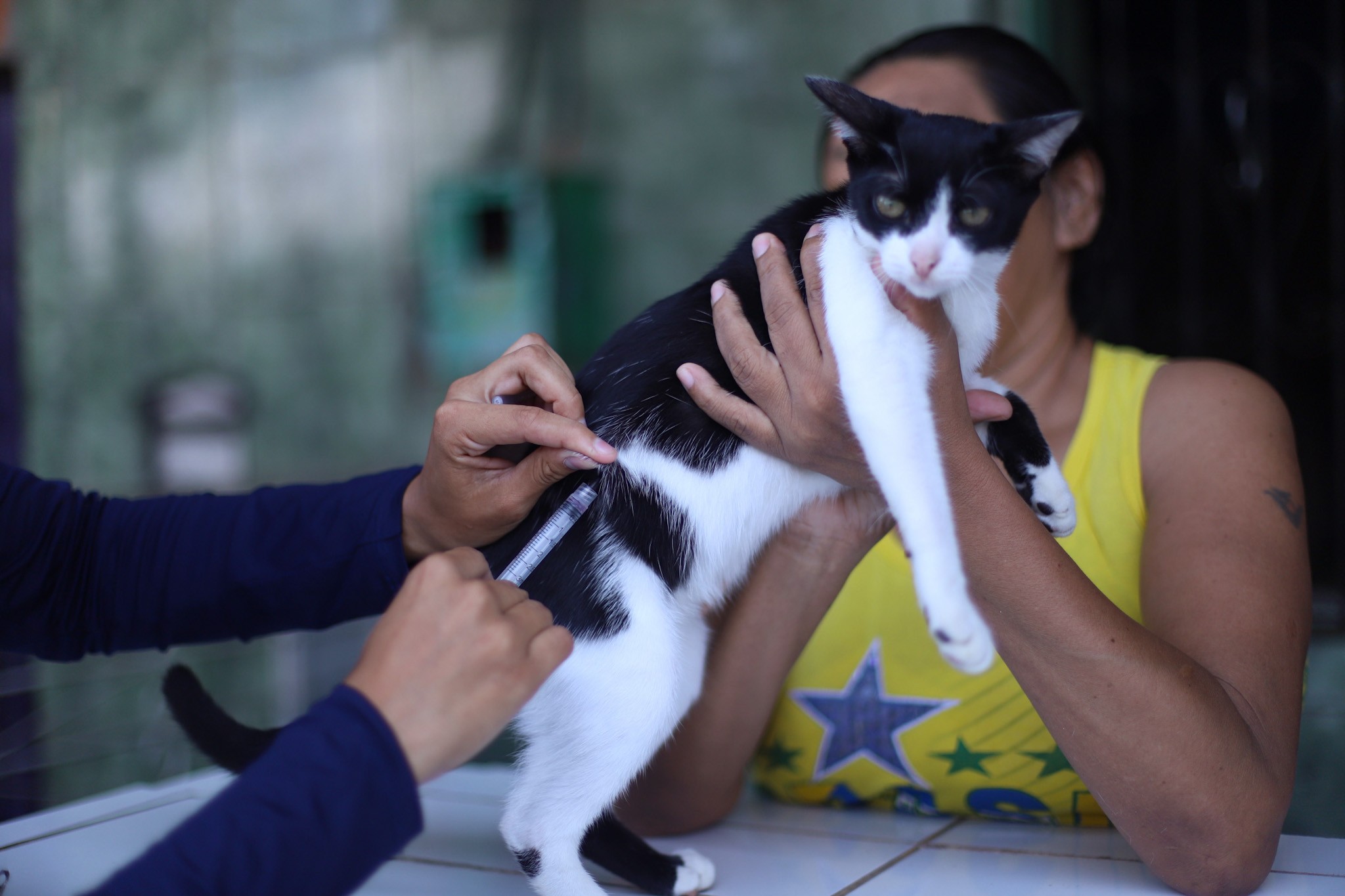 Ação oferta vacinação, exames e microchipagem gratuitos para pets em Belém