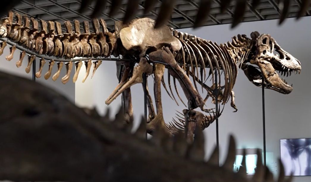 Esqueleto de T. rex de 67 milhões de anos vai a leilão por até US$ 30 mi
