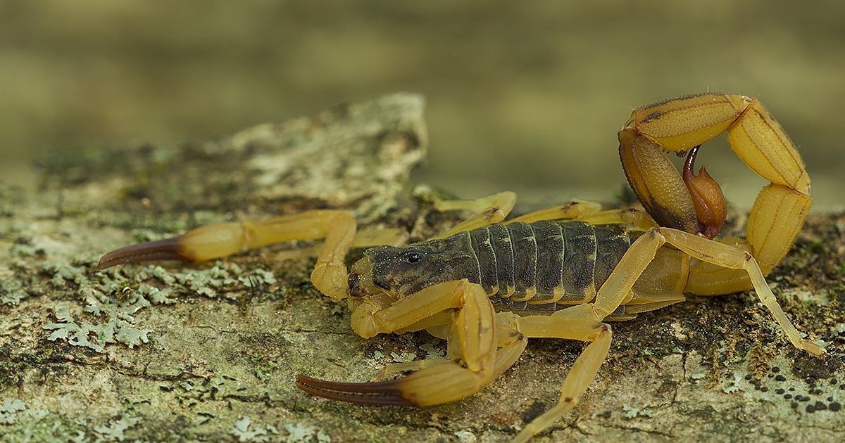 Crianças são mais vulneráveis a envenenamento por picada de escorpião