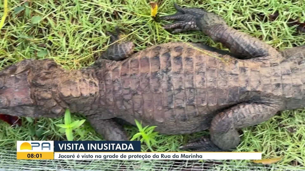 Jacaré é visto na Rua da Marinha, em Belém