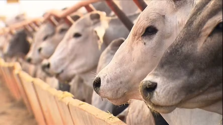 USDA reduz em 90% as vendas de carne bovina para exportação no fim de junho