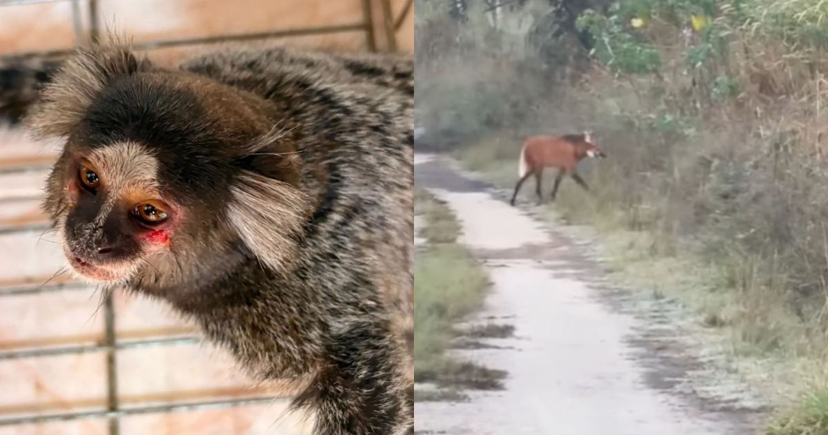 Sagui é resgatado da fauna ferido, debilitado e com fome no Rio de Janeiro