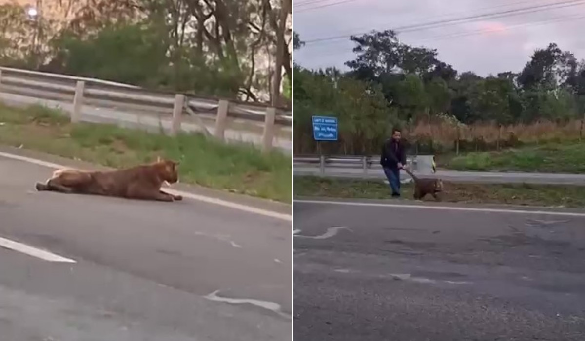 Onça puxada pelo rabo em rodovia: saiba o que fazer (ou não fazer) ao se deparar com animal silvestre