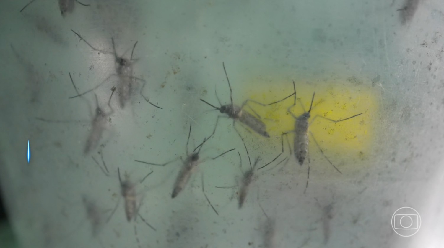 Menina de 2 anos morre com suspeita de dengue no Piauí
