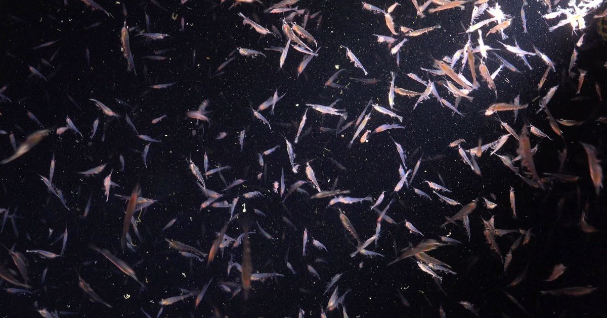 Pesca da Noruega pode acabar com turismo de baleias no Brasil; veja conexão