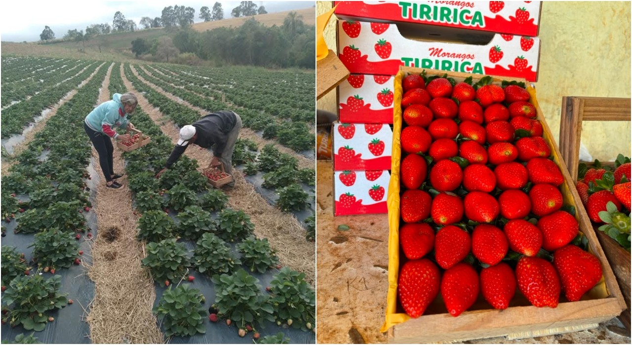 Cidade do morango? Casal de produtores de Jarinu ajuda a transformar fruta em símbolo da agricultura local