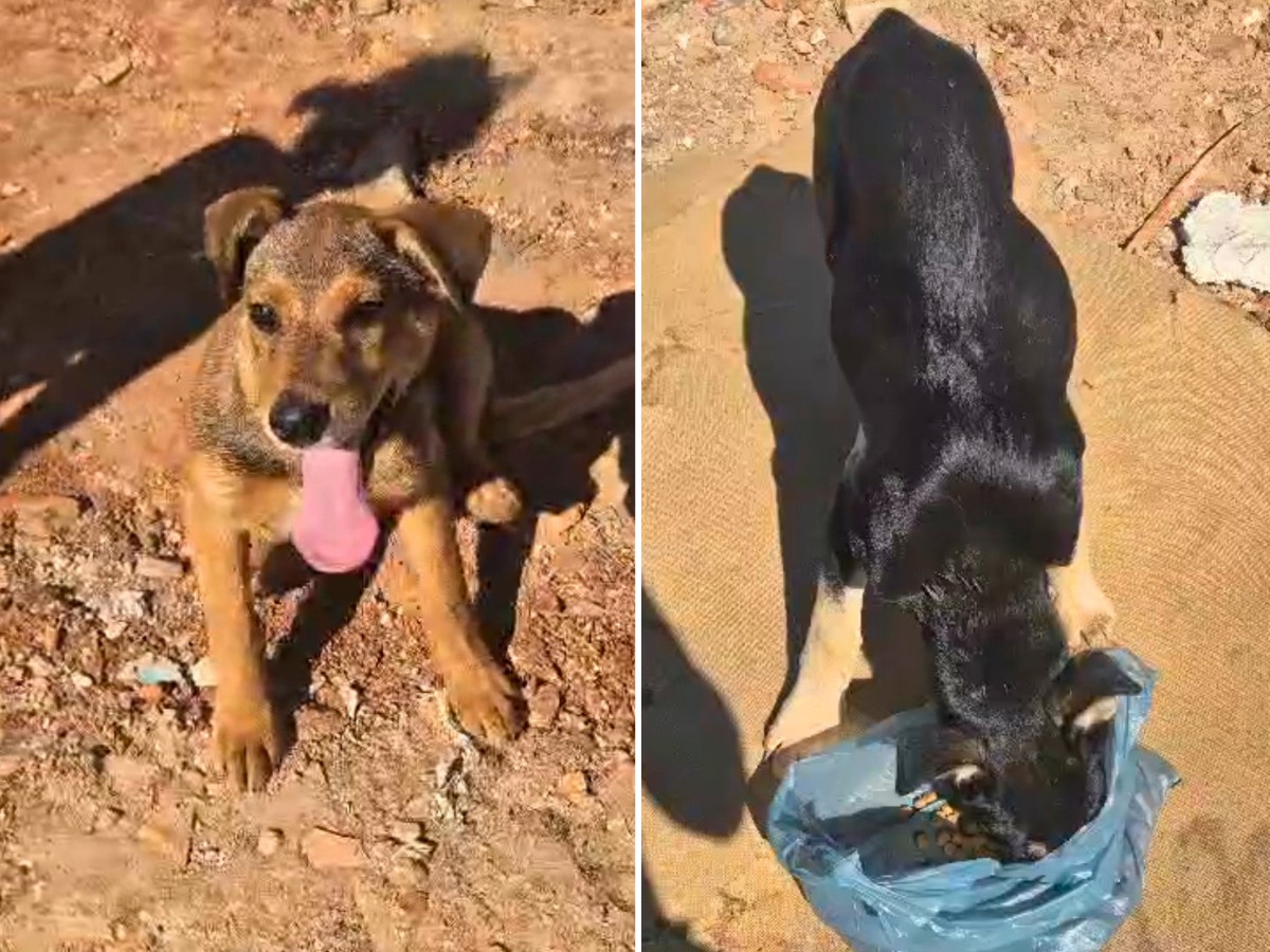 VÍDEO: Cães são resgatados após serem abandonados em aterro sanitário no interior de SP