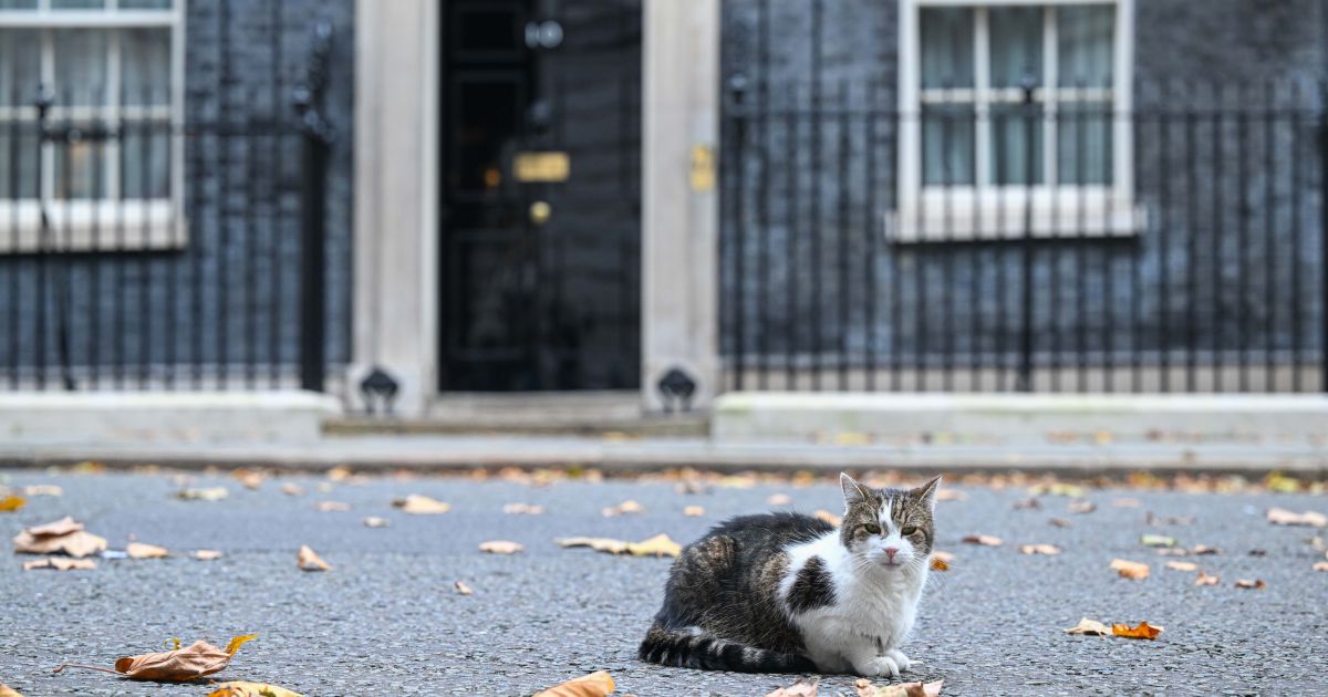 Gato Larry completa 15 anos no cargo de ”primeiro-felino” do Reino Unido
