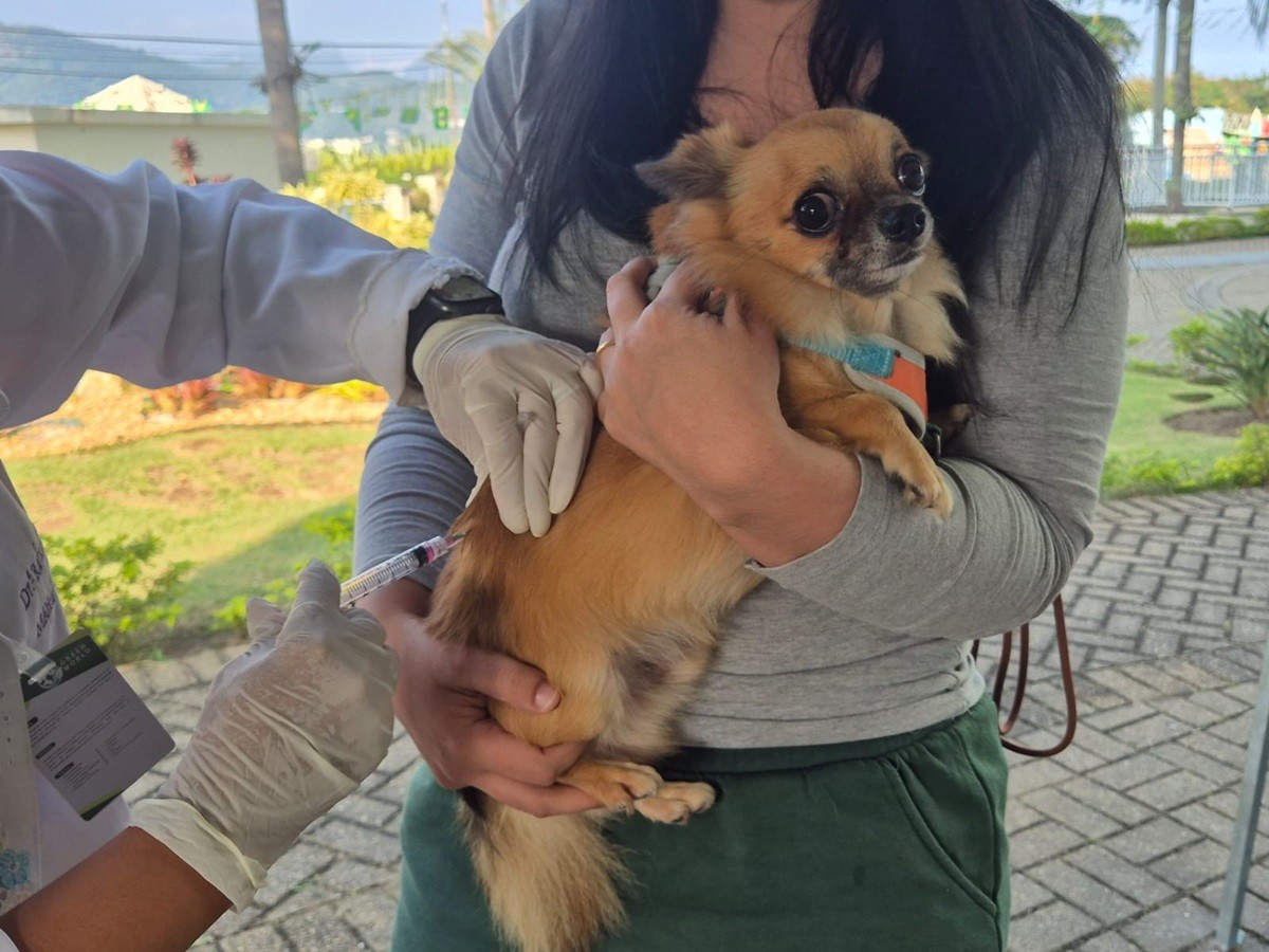 Campanha de vacinação antirrábica para cães e gatos começa nesta segunda-feira (20) em Ipatinga