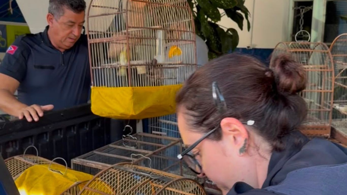 Homem é detido por manter 22 aves silvestres presas em casa em Americana