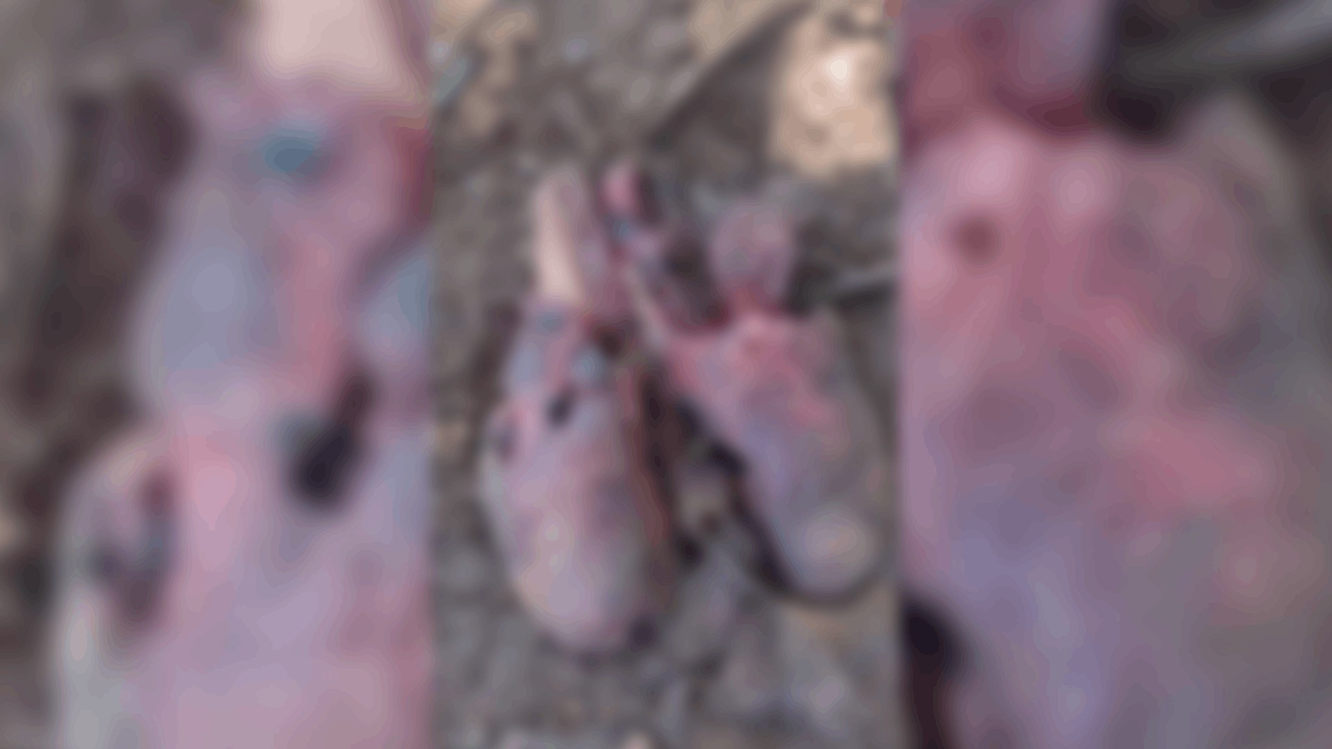 Mulher encontra pulmão de animal no quintal após vizinhos tentarem comer o órgão e jogá-lo no terreno dela no interior de SP