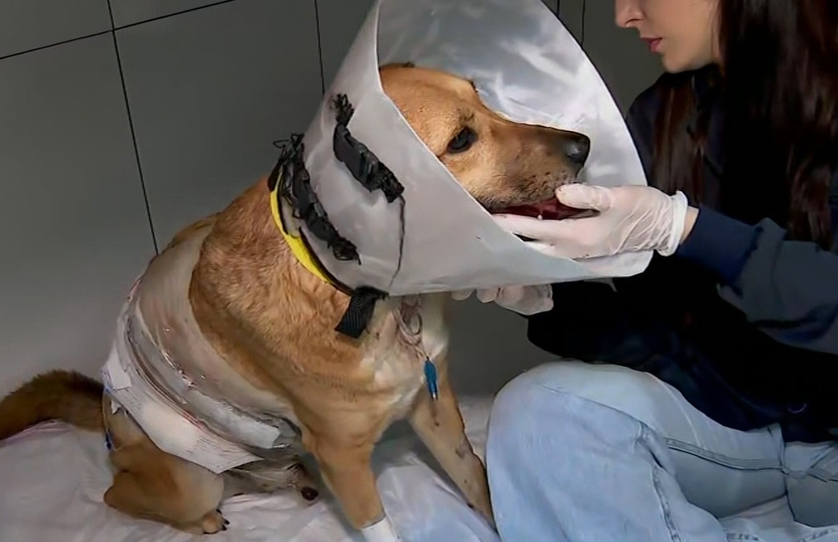 Cachorro baleado ao defender tutora de assalto em Ribeirão Preto, SP, tem quadro grave, mas estável, diz veterinária
