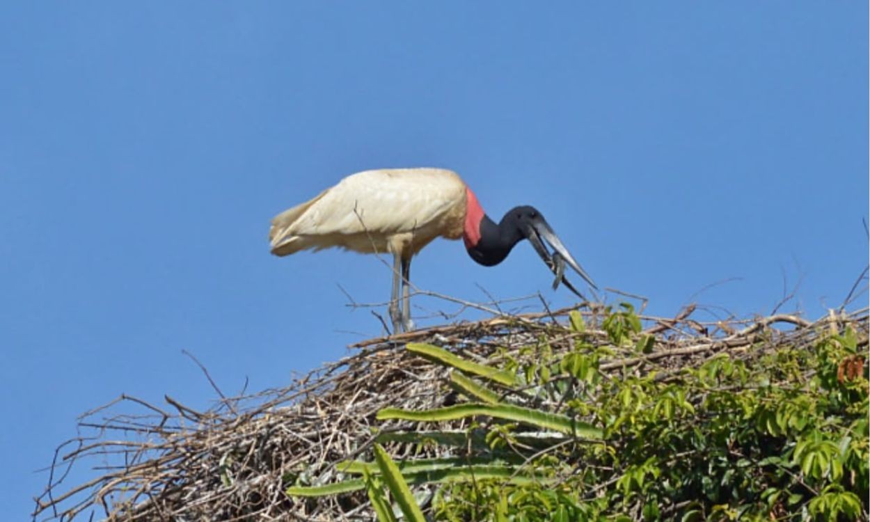 O refúgio inesperado do tuiuiú fica longe do Pantanal e está em Minas Gerais