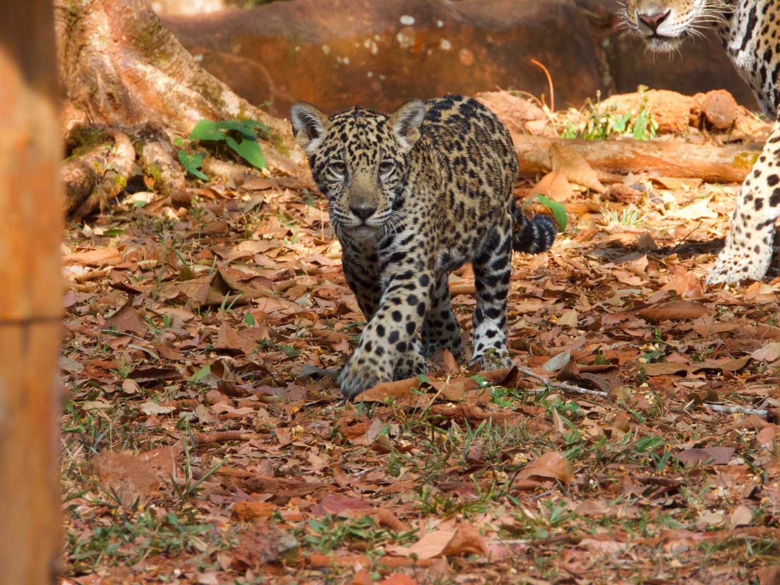 Filhote de onça-pintada batizado de Xingu faz primeira aparição pública e encanta visitantes em Parauapebas