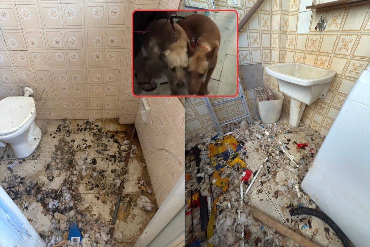 Cadelas são resgatadas em maus-tratos em apartamento de Santos