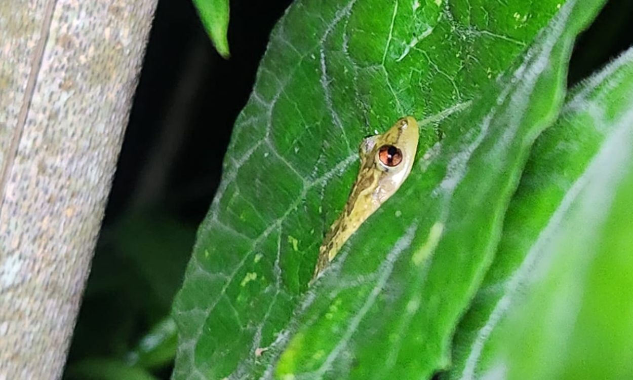 Já ouviu falar em sapeada? Atividade leva visitantes para observar anfíbios na natureza