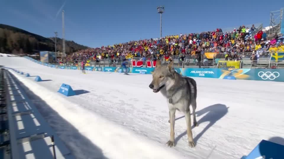 Cachorro invade prova de esqui feminino na Olimpíada de Inverno